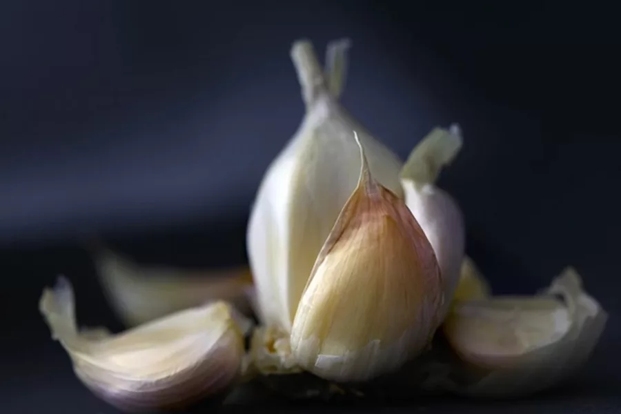 Garlic